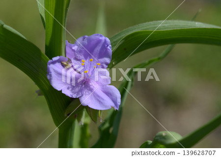 Spiderwort Spiderwort 139628707