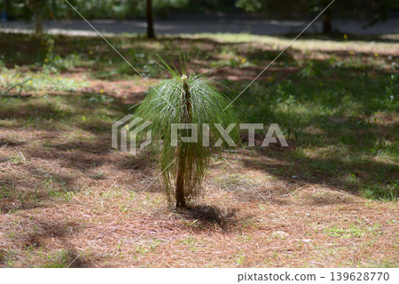 seedling pine 139628770