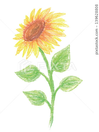 Crayon-drawn sunflower illustration - angled upwards 139628808