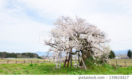 Rural scenery of Aizu-Misato Town; Chitose cherry blossoms in Yonezawa, Fukushima Prefecture Rural scenery of Aizu-Misato Town; Chitose cherry blossoms in Yonezawa, Fukushima Prefecture 139628827