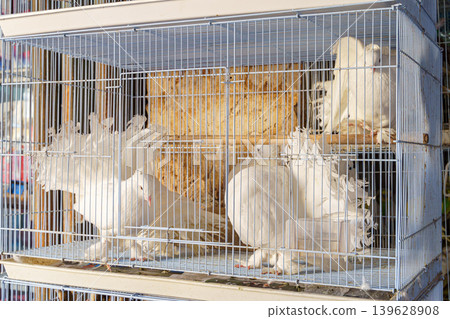 Doha, Qatar - Jan 14 2024, Close-up view of two magnificent white pigeons in a cage at the bird market, Souq Waqif bazaar, Doha, Qatar Doha, Qatar - Jan 14 2024, Close-up view of two magnificent white pigeons in a cage at the bird market, Souq Waqif bazaar, Doha, Qatar 139628908