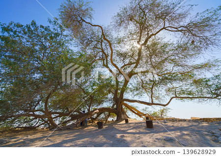 Manama, Bahrain- Jan 15 2024, Panoramic view of the branches and foliage of the Tree of life, acacia located in the middle of the desert, without people, at daytime with blue sky, Manama, Bahrain Manama, Bahrain- Jan 15 2024, Panoramic view of the branches and foliage of the Tree of life, acacia located in the middle of the desert, without people, at daytime with blue sky, Manama, Bahrain 139628929
