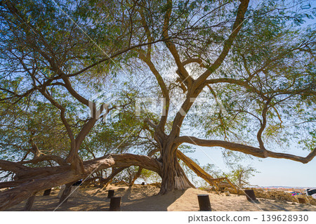 Manama, Bahrain- Jan 15 2024, Panoramic view of the branches and foliage of the Tree of life, acacia located in the middle of the desert, without people, at daytime with blue sky, Manama, Bahrain Manama, Bahrain- Jan 15 2024, Panoramic view of the branches and foliage of the Tree of life, acacia located in the middle of the desert, without people, at daytime with blue sky, Manama, Bahrain 139628930