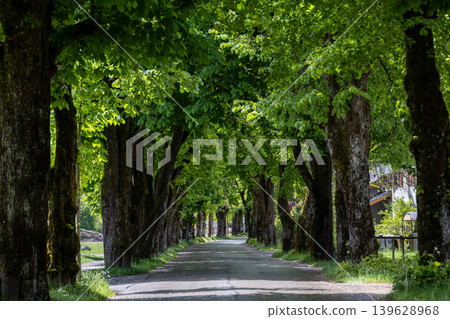 Scenic Tree Tunnel Road with Spring Greenery and Natural Shade Scenic Tree Tunnel Road with Spring Greenery and Natural Shade 139628968