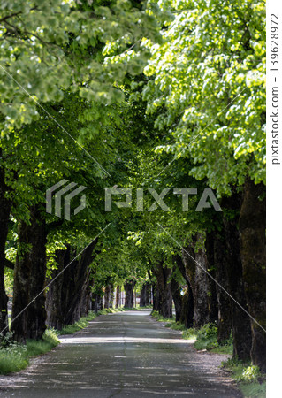 Peaceful Tree-Lined Road Forming a Lush Green Canopy in Spring Peaceful Tree-Lined Road Forming a Lush Green Canopy in Spring 139628972