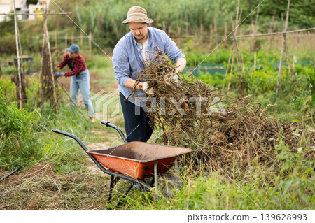 Male gardener places dry tops in wheelbarrow for disposal Male gardener places dry tops in wheelbarrow for disposal 139628993