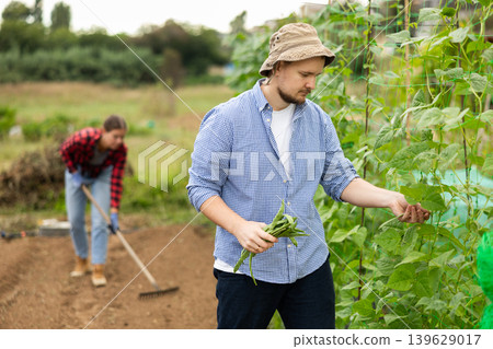 Man is working in garden between beds, picking ripe beans Man is working in garden between beds, picking ripe beans 139629017
