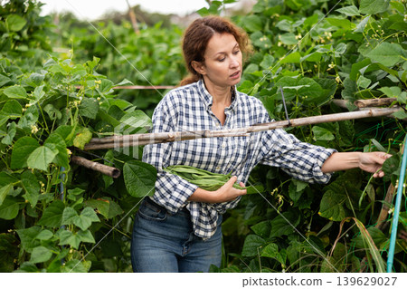 Woman harvests beans on a plantation while her husband collects the dry tops in fields. 139629027