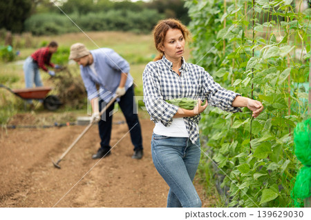 Woman is working in garden between beds, picking ripe beans Woman is working in garden between beds, picking ripe beans 139629030