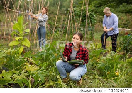 Woman is working in garden between beds, picking ripe zucchini 139629033