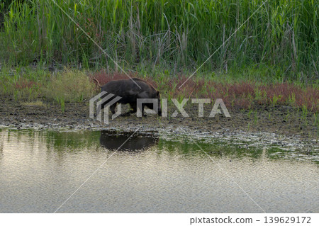 A wild boar walking near a pond A wild boar walking near a pond 139629172