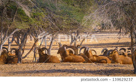 Sir Bani Yas Island, United Arab Emirates - Jan 18 2024, Close-up view of a herd of wild mountain goats resting on a field in a safari park of the Sir Bani Yas Island, UAE Sir Bani Yas Island, United Arab Emirates - Jan 18 2024, Close-up view of a herd of wild mountain goats resting on a field in a safari park of the Sir Bani Yas Island, UAE 139629237