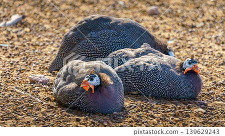 Sir Bani Yas Island, United Arab Emirates - Jan 18 2024, Close-up view of a flock of birds, guinea fowl resting in the shade in a safari park of the Sir Bani Yas Island, UAE Sir Bani Yas Island, United Arab Emirates - Jan 18 2024, Close-up view of a flock of birds, guinea fowl resting in the shade in a safari park of the Sir Bani Yas Island, UAE 139629243