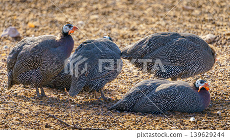 Sir Bani Yas Island, United Arab Emirates - Jan 18 2024, Close-up view of a flock of birds, guinea fowl resting in the shade in a safari park of the Sir Bani Yas Island, UAE Sir Bani Yas Island, United Arab Emirates - Jan 18 2024, Close-up view of a flock of birds, guinea fowl resting in the shade in a safari park of the Sir Bani Yas Island, UAE 139629244