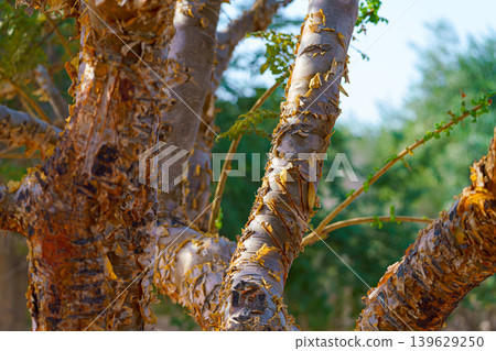 Sir Bani Yas Island, United Arab Emirates - Jan 18 2024, Close up view of the trunk of the incense tree, or Boswellia sacra, in the safari park, with blurred background, Sir Bani Yas Island, UAE Sir Bani Yas Island, United Arab Emirates - Jan 18 2024, Close up view of the trunk of the incense tree, or Boswellia sacra, in the safari park, with blurred background, Sir Bani Yas Island, UAE 139629250