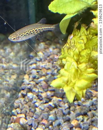 水族箱熱帶魚:金環斑馬魚 水族箱熱帶魚:金環斑馬魚 139629613