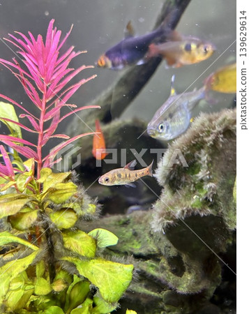 觀賞熱帶魚日本鲃 觀賞熱帶魚日本鲃 139629614