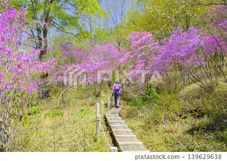 一條木棧道，兩旁是盛開的日本杜鵑花。 139629638