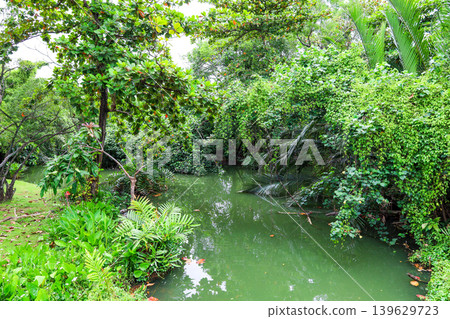 一條河流蜿蜒流經茂密的森林 一條河流蜿蜒流經茂密的森林 139629723