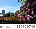 Colorful roses blooming in the garden 139629749
