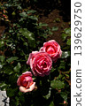 Colorful roses blooming in the garden 139629750