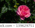Colorful roses blooming in the garden 139629751