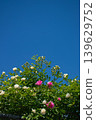 Colorful roses blooming in the garden 139629752