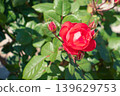 Colorful roses blooming in the garden 139629753