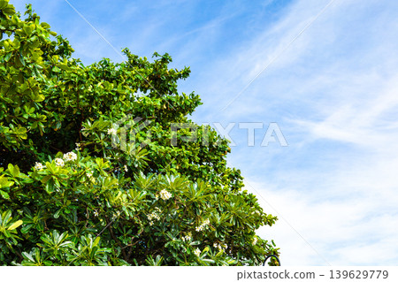 Fresh green and blue sky Fresh green and blue sky 139629779