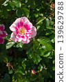 Colorful roses blooming in the garden 139629788