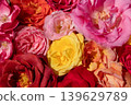 Colorful roses blooming in the garden 139629789