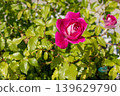 Colorful roses blooming in the garden 139629790