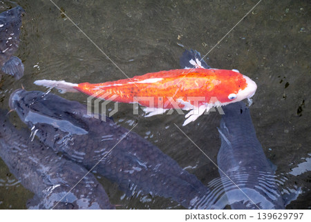 Nishikigoi swimming in the pond Nishikigoi swimming in the pond 139629797