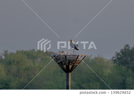 Stork raising chicks Stork raising chicks 139629832