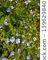 Purple and green flowers grow in a field on a sunny day in springtime 139629840