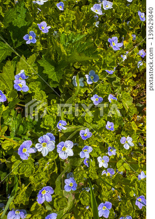 Purple and green flowers grow in a field on a sunny day in springtime Purple and green flowers grow in a field on a sunny day in springtime 139629840