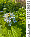 White flowers bloom in a green field during springtime 139629841