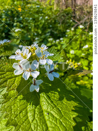 White flowers bloom in a green field during springtime White flowers bloom in a green field during springtime 139629841