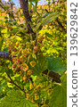 Yellow flowering plant in a garden during springtime in daylight hours 139629842