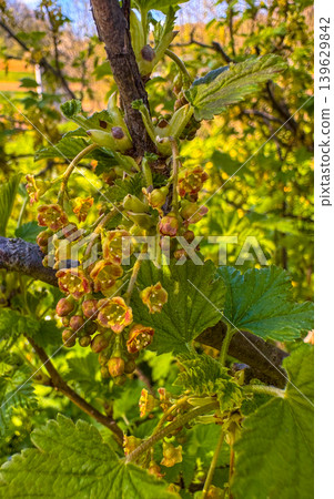 Yellow flowering plant in a garden during springtime in daylight hours Yellow flowering plant in a garden during springtime in daylight hours 139629842