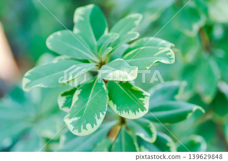 Japanese mock orange, PITTOSPORACEAE or Pittosporum tobira Thunb W T Aiton Variegatum or bicolor plant or white and green plant Japanese mock orange, PITTOSPORACEAE or Pittosporum tobira Thunb W T Aiton Variegatum or bicolor plant or white and green plant 139629848