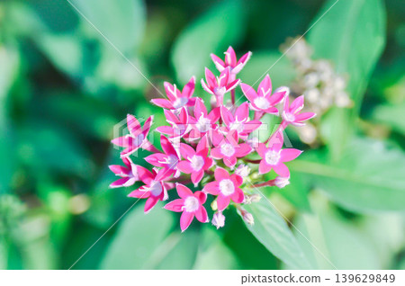 Pentas lanceolata , Egyptian star cluster or RUBIACEAE or Egyptian starcluster or Starflower or pink flower Pentas lanceolata , Egyptian star cluster or RUBIACEAE or Egyptian starcluster or Starflower or pink flower 139629849