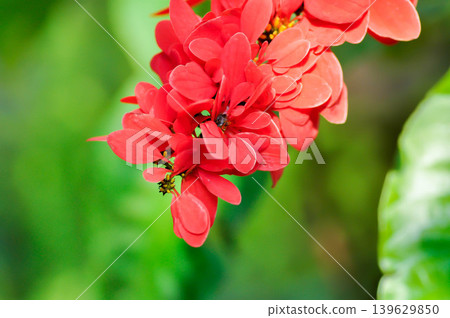 Chaconia, Pride of Trinidad and Tobago or rubiaceae or Warszewiczia or Warszewiczia coccinea or Wild Poinsettia or red flower Chaconia, Pride of Trinidad and Tobago or rubiaceae or Warszewiczia or Warszewiczia coccinea or Wild Poinsettia or red flower 139629850
