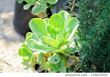 Aeonium arboreum subsp korneliuslemsii, Aeonium canariense or Aeonium korneliuslemsii or Aeonium x holospathulatum or Canary Aeonium or Crassulaceae or korneliuslemsii or succulent Aeonium arboreum subsp korneliuslemsii, Aeonium canariense or Aeonium korneliuslemsii or Aeonium x holospathulatum or Canary Aeonium or Crassulaceae or korneliuslemsii or succulent 139629894