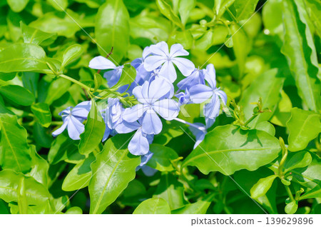 Cape leadwort, PLUMBAGINACEAE or Plumbago auriculata Lam or Sky flower or purple flower Cape leadwort, PLUMBAGINACEAE or Plumbago auriculata Lam or Sky flower or purple flower 139629896