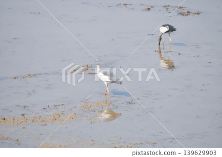 Anastomus oscitans, Asian openbill or Asian Openbill stork or Ciconia boyciana or Oriental stork or bird Anastomus oscitans, Asian openbill or Asian Openbill stork or Ciconia boyciana or Oriental stork or bird 139629903