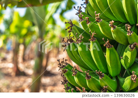 Close-up view of unripe green bananas growing on a tree in Tenerife, Canary Islands, Spain Close-up view of unripe green bananas growing on a tree in Tenerife, Canary Islands, Spain 139630026