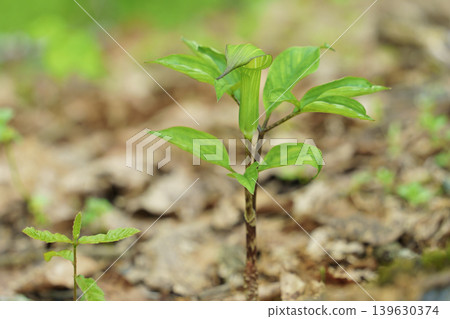 The rare flower "Mamushigusa" blooms quietly in the forest. The rare flower "Mamushigusa" blooms quietly in the forest. 139630374