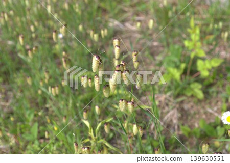 鞘翅目的穗狀花序 鞘翅目的穗狀花序 139630551