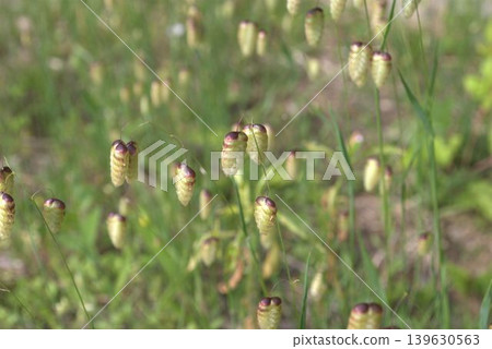 Spike of Coleoptera 139630563